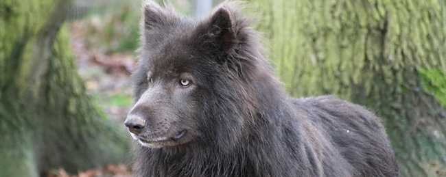 ce que vous devez savoir sur les chiens shepherd mix