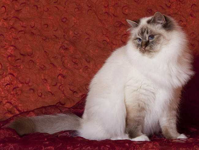 chats birmans races americaines et europeennes