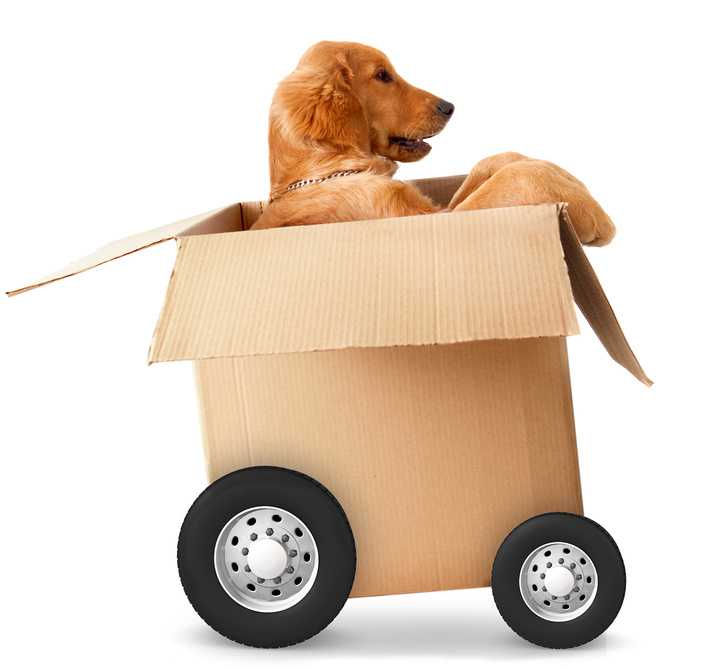 chien demenagement
