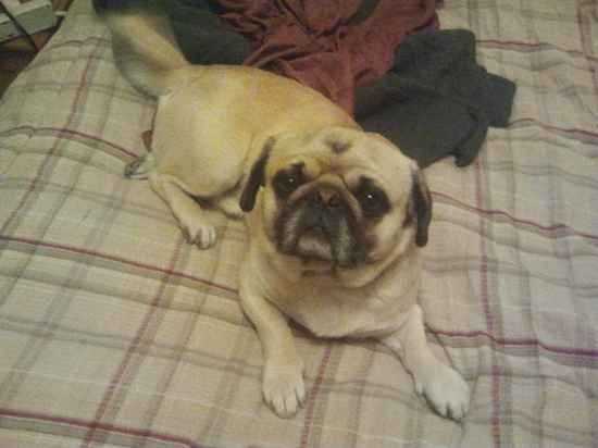 chien puganese