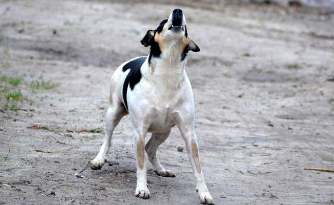 chien qui aboie