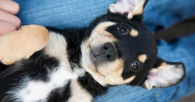chiens acheter ou adopter