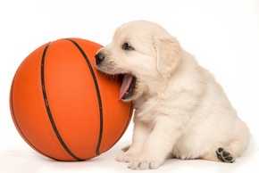 choisir des jouets pour votre chien