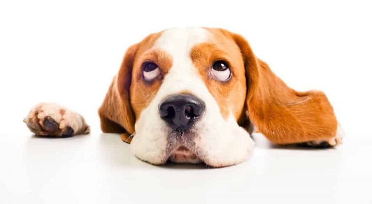 comment arreter un chien daboyer humainement et efficacement