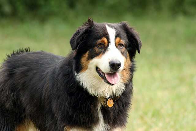 conseils faciles sur le choix dune race de chien