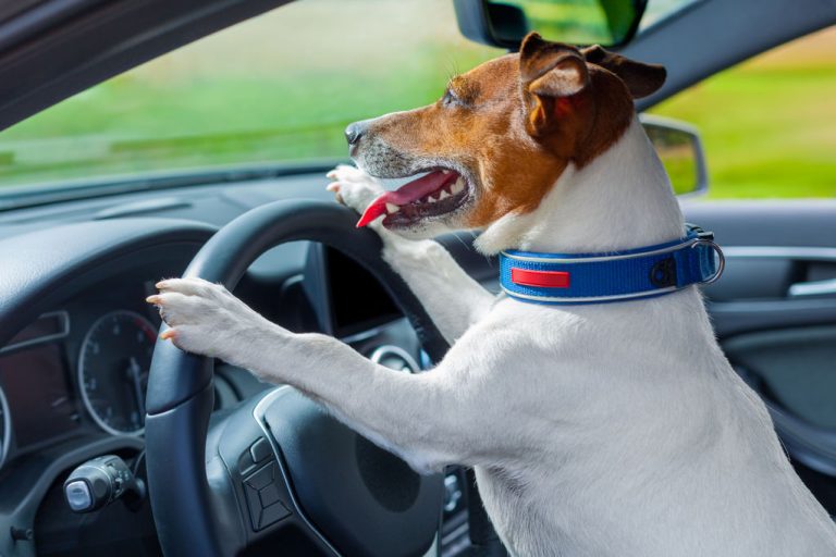 conseils utiles concernant les ceintures de securite pour chiens