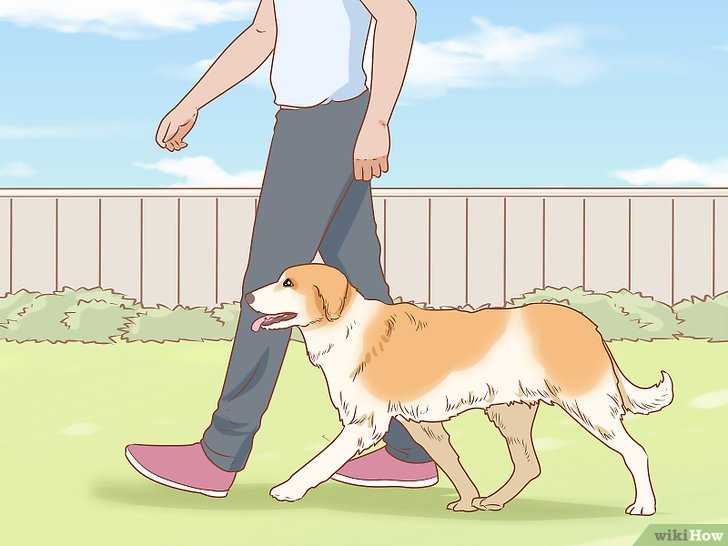dog training comment avoir une relation enrichissante avec votre chien