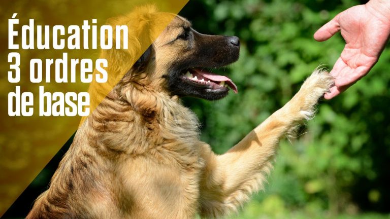 dressage de chiens necessite dun guide fiable
