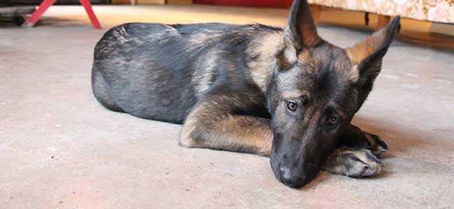 elargissement de la vessie canine idees pour aider votre chien