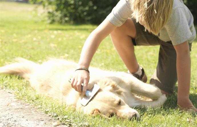 guide de suppression des tapis et des enchevetrements de votre chien