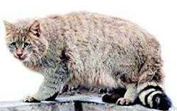 informations concernant le chat de montagne chinois