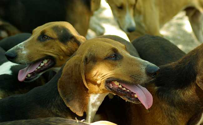 La multiplicité des races de chiens aide à la domestication