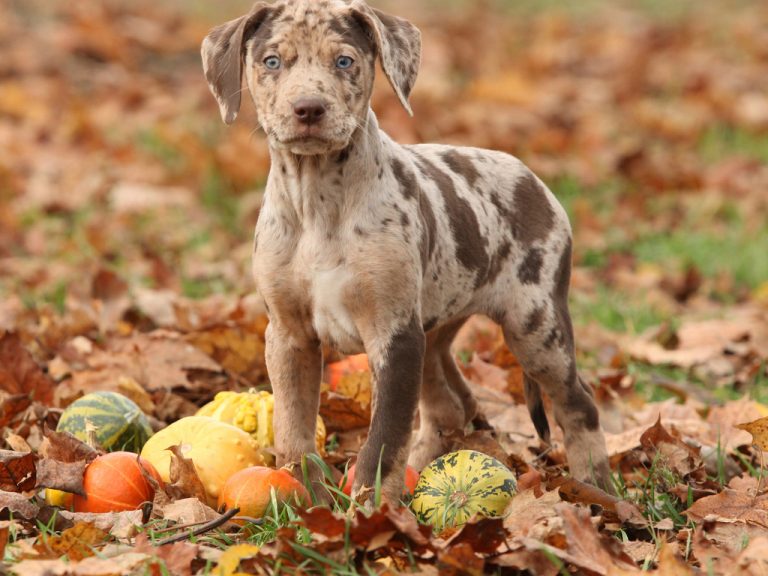 la race de chien de leopard de catahoula est elle agressive ou juste mefiante des etrangers