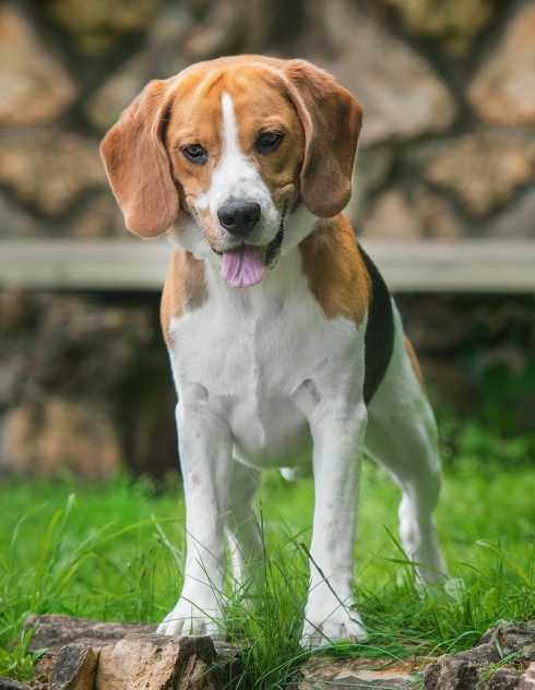 la race de chiens beagle un guide expert sur ce chien attachant
