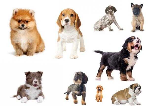  Les différentes races de chiens