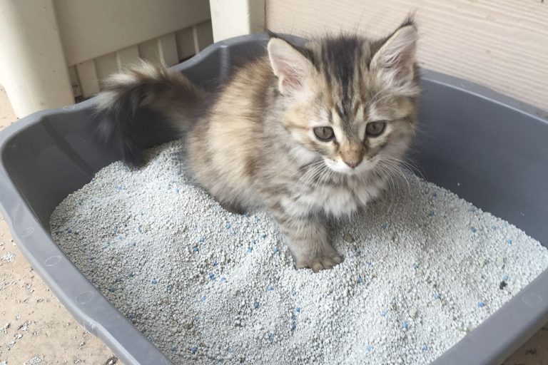 litiere pour chat choisir la meilleure litiere pour votre chat
