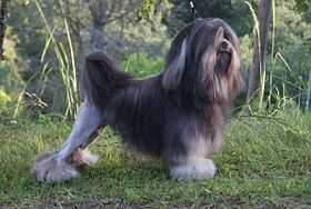 lowchen lion compagnon et ancien chien