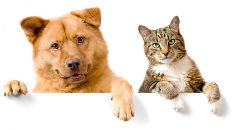 pet assure examen de lassurance des animaux domestiques et des chiens
