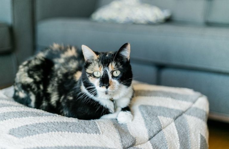 poison to cats empoisonnez vous votre chat avec son remede en boule de poil