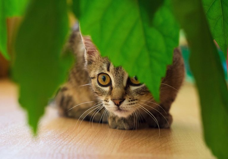 problemes de comportement de chat conseils pour sauver vos plantes dun jardinier felin scaled