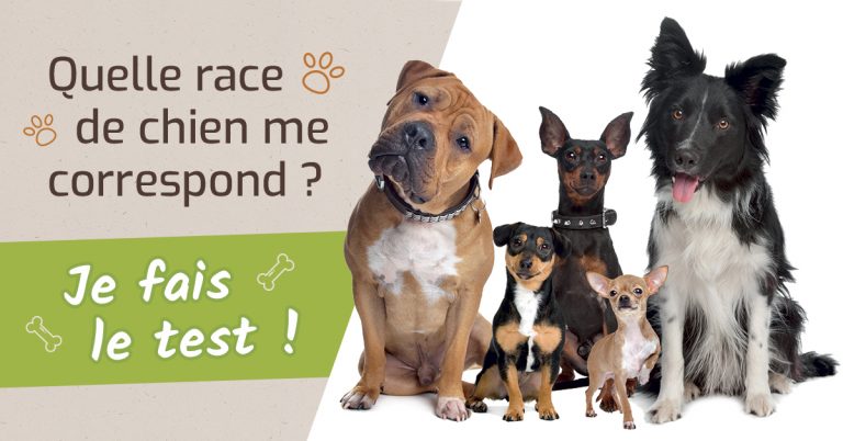 quelle race de chien est le chien parfait pour moi