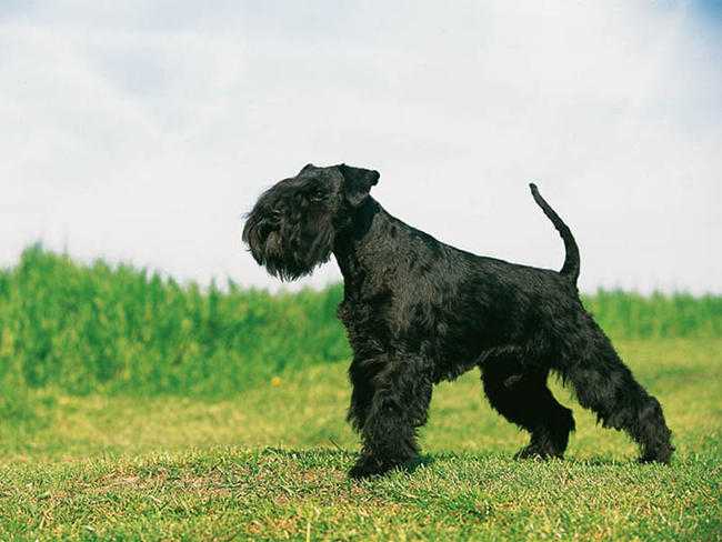 schnauzers miniatures grands chiens et animaux de compagnie