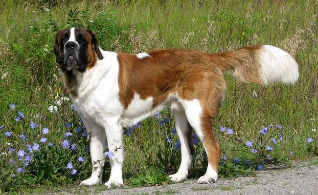 un guide sur les races de chiens de garde geants