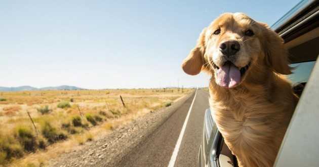 voyage securise en voiture avec votre chien