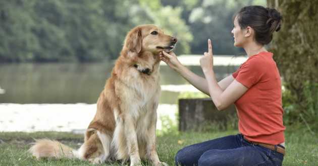 Comment enseigner à mon chien des commandes simples?