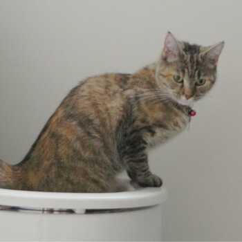 comment savoir si mon chat a une infection urinaire feline