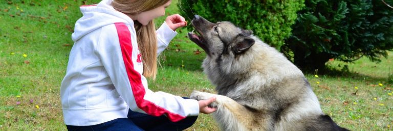 conseils de formation de chien vital que vous devez lire