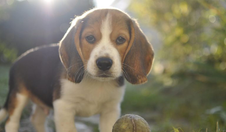 Considérez un Beagle pour votre chien de compagnie – Avantages et inconvénients