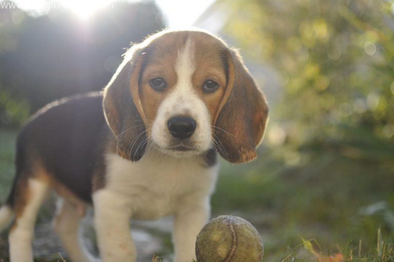 Considérez un Beagle pour votre chien de compagnie – Avantages et inconvénients