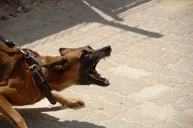 formation dun bouledogue non entraine 3 etapes pour un chien heureux