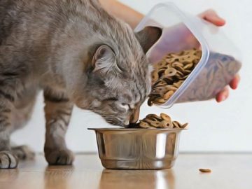 la verite sur les aliments pour chats pour la sante des voies urinaires