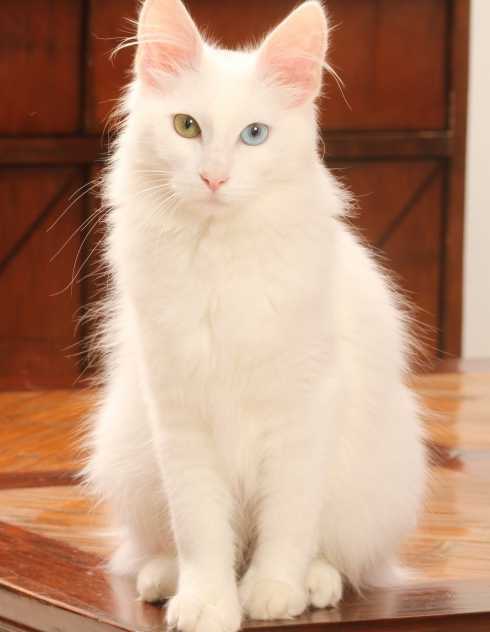  Le chat angora turc