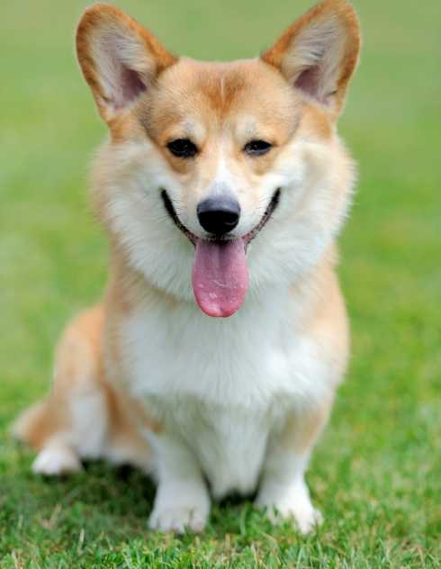 le corgi gallois est il un bon chien de compagnie pour votre famille avantages et inconvenients