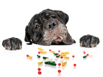 medicaments humains toxiques pour les chiens