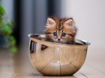 teacup kittens le plus petit chaton au monde
