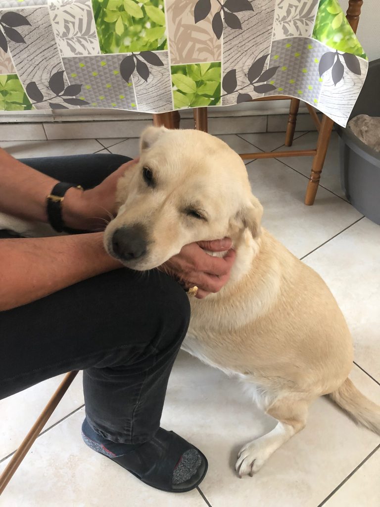 un grand chien est il la solution ideale pour votre famille