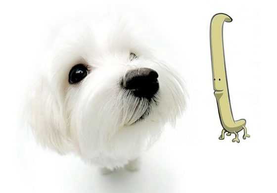 5 problemes doeil de chien focus sur les remedes a base de plantes