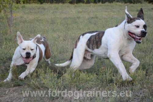american bulldog training et faconner le comportement de votre chien