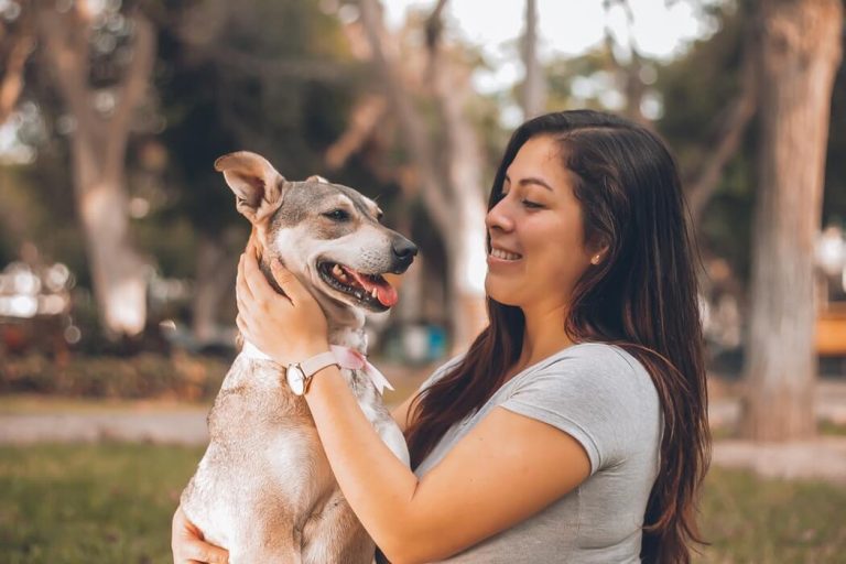 conseils essentiels pour les etudiants du college qui prennent soin de chiens