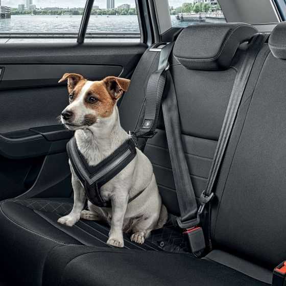 des ceintures de securite pour les chiens