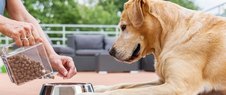 gourmandises pour chiens pour votre animal de compagnie ici guide important pour vous aider