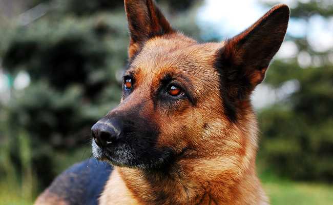 informations sur la race du berger allemand lune des races de chiens les plus polyvalentes et les plus intelligentes