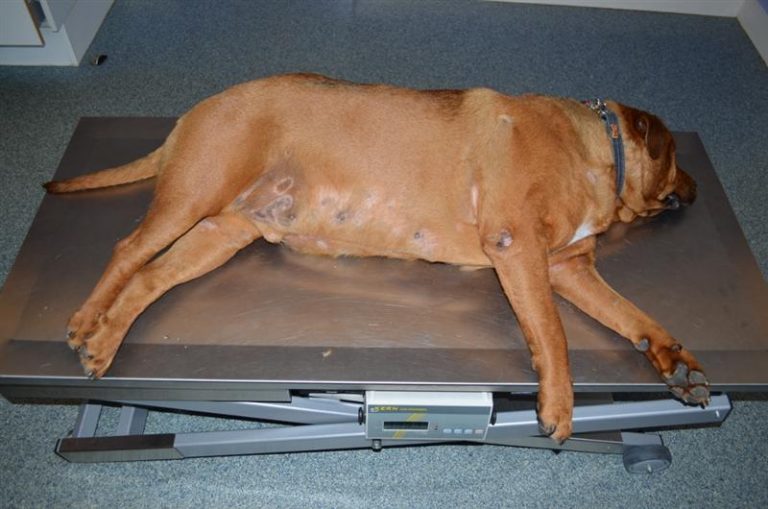 Maladie de Cushing, diabète canin et hypothyroïdie chez le chien