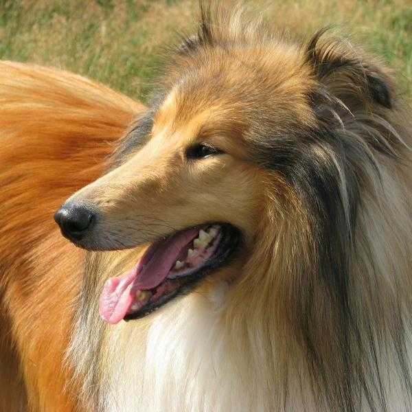 noms et races de chiens celebres