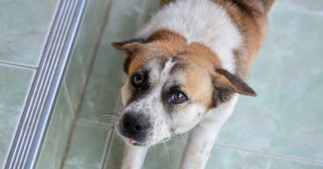 un chien se souvient il