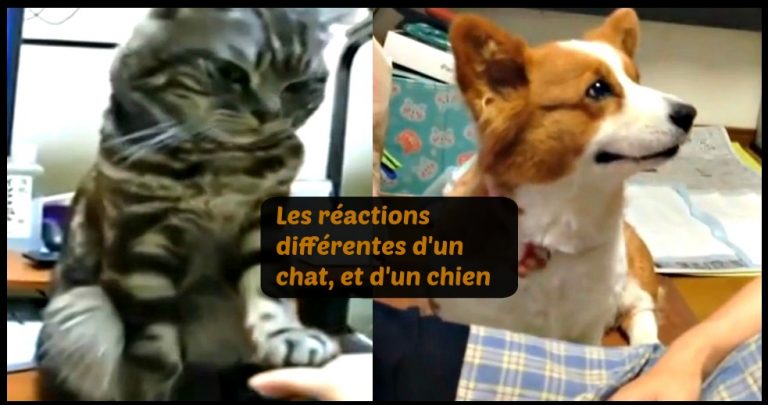 une comparaison de chiens et de chats